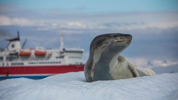 Antarctica Travel Planning: How to Choose the Right Voyage Style for Your Trip
